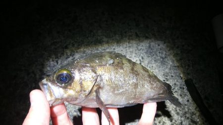 回遊待ちのしんどい釣り